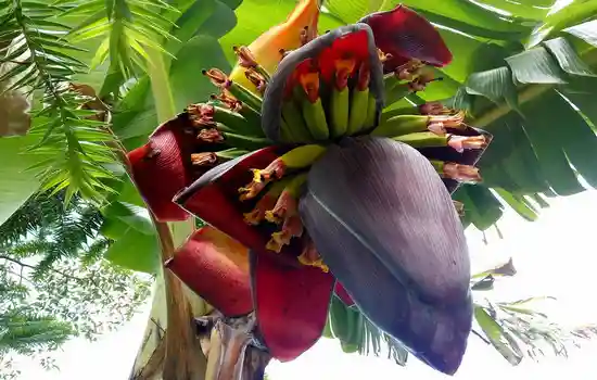 Цветок банана