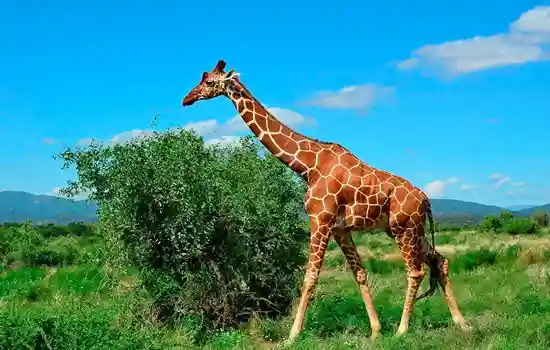 Почему у жирафа длинная шея