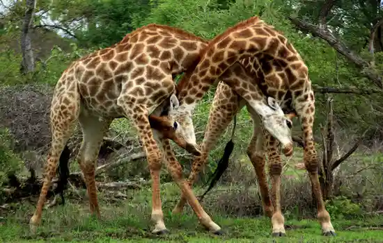 Жирафы со сплетенными шеями