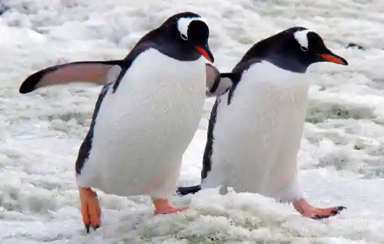 Почему пингвины живут в Антарктиде, а не в Арктике