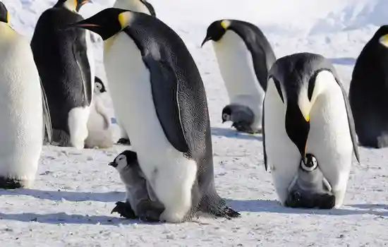 Пингвины с детенышами