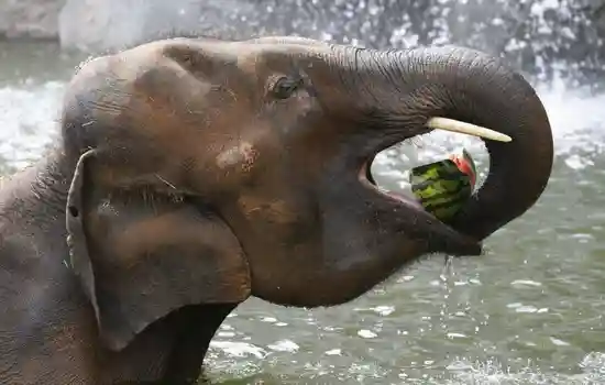Слон берет еду хоботом