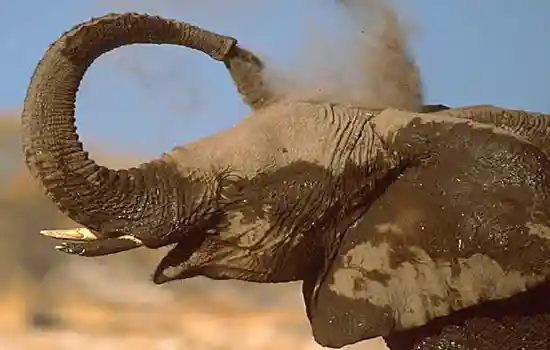 Слон осыпает себя песком, пылью из хобота