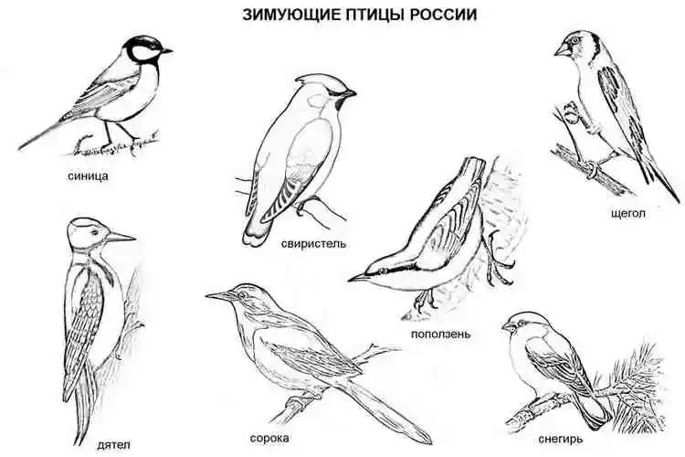 Раскраска Зимующие птицы в России