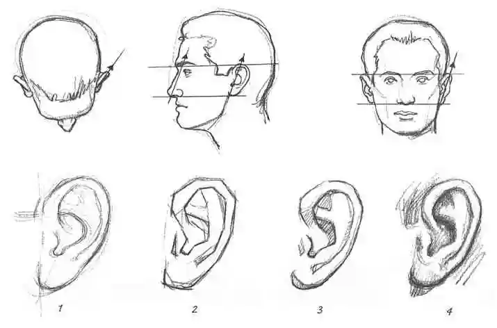 Учимся рисовать уши человека