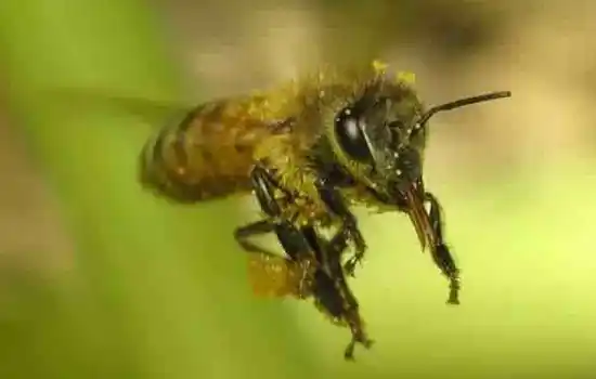 Кокетка и Пчела