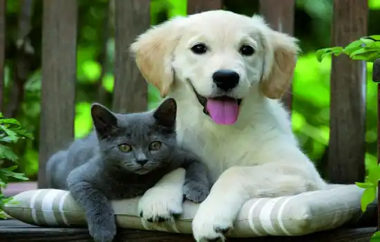 Собака с котом - друзья