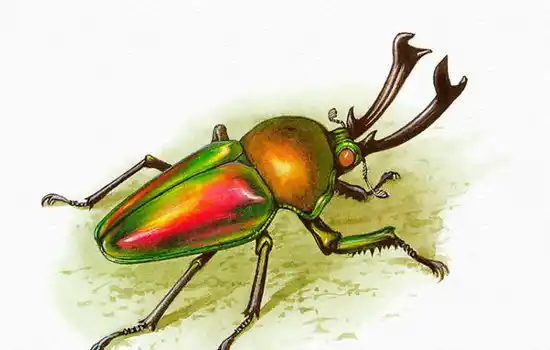 Загадка про жука