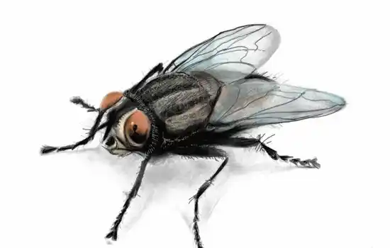 Загадка про муху