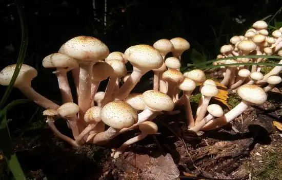 Загадки про опята грибы