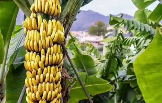Где и как растут бананы