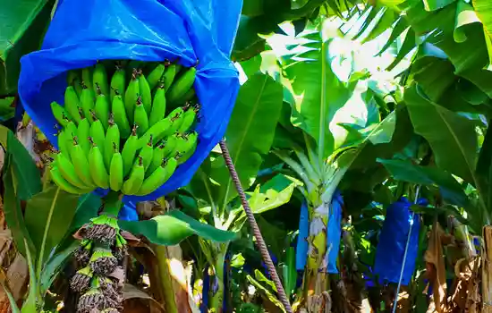 Плантация бананов, на бананах одеты мешки