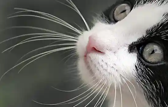 Усы на мордочке у кошки