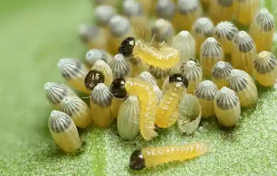 Яйца бабочки. Из яйца появляется гусеничка