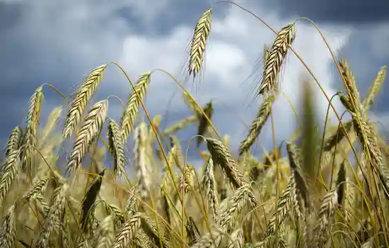 пшеница склонила полные колоски к земле