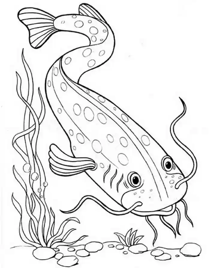 Раскраска рыба Сом