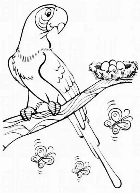 Раскраска Попугай и гнездо