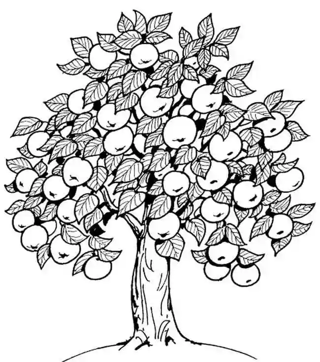 Раскраска Яблоня с плодами