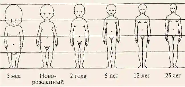Особенности изображения детского тела
