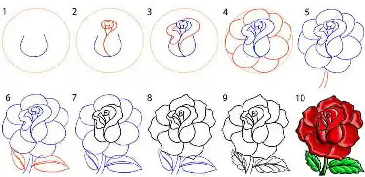 Как нарисовать красивую розу