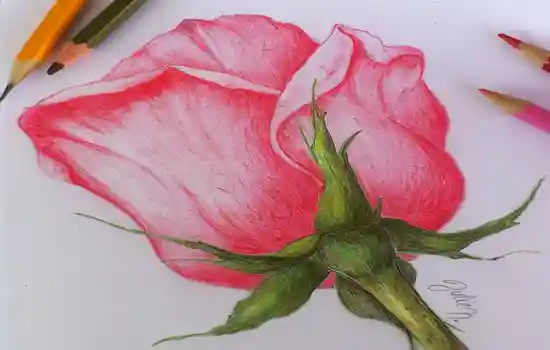 Рисование для начинающих: как нарисовать розу