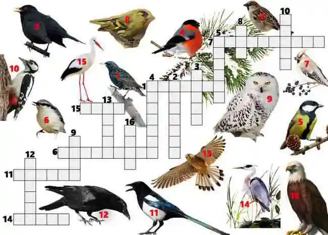 Кроссворд «Картинки о птичках» с ответами