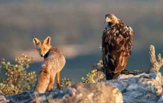 Орел и лисица