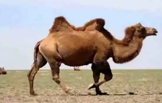 Верблюд и носорог