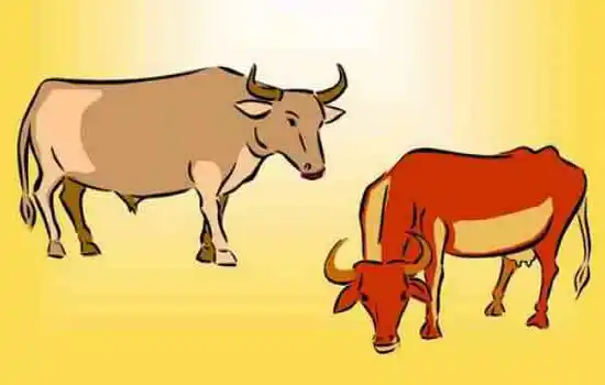 Бык и корова