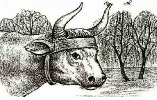 Муха на голове у быка