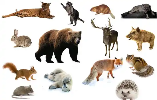 Загадки про диких животных