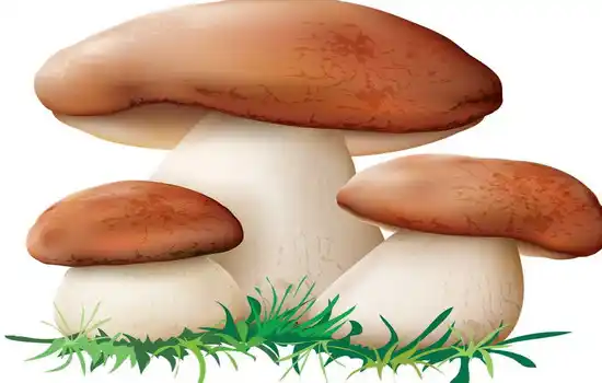 Загадки про белый гриб